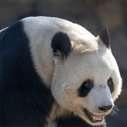 Giant Pandas - Beijing Zoo