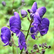 Wolfsbane Flower