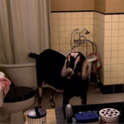 S3.E17: The Goat