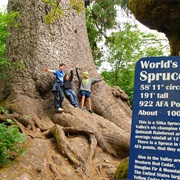 World's Largest Spruce, Quinault, WA