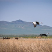 Mongol Daguur Biosphere Reserve, Mongolia