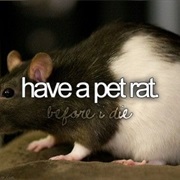 Have a Pet Rat