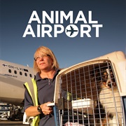 Animal Airport