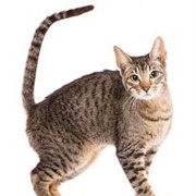 Serengeti Cat