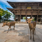 Feed Deers in Nara, Japan