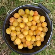 Golden Plums