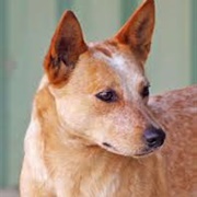 Australian Stumpy Tail Cattle Dog