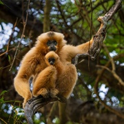 Cát Tiên National Park, Vietnam