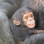 Baby Chimpanzee