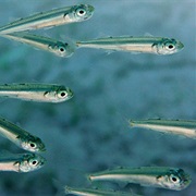 Latterino Capoccione