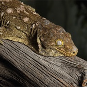 Leachianus Gecko