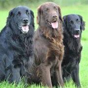 Flat-Coated Retriever