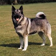 Norwegian Elkhound