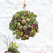 Jungle Moss Egg With Lavender Wisps