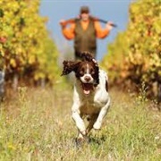 French Spaniel Dog
