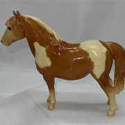 Shetland Pony