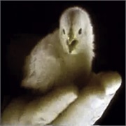 Union Carbide: "Chick"