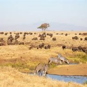 Lewa Wildlife Conservancy