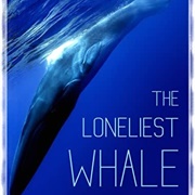 The Loneliest Whale
