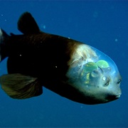 Barreleye Fish