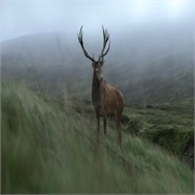 The Crown: "The Balmoral Test" (S4,E2)