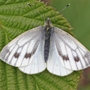 Green Veined White