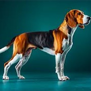 American Foxhound
