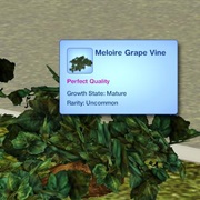 Meloire Grapes