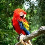 Montes Azules Biosphere Reserve, Chiapas, Mexico
