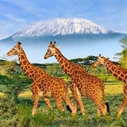 Aberdare National Park, Kenya