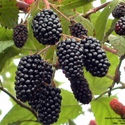 Dewberries