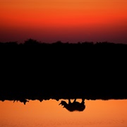 Etosha National Park, Namibia