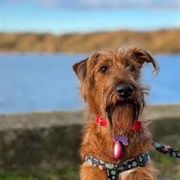 Irish Terrier