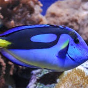 See a Blue Tang