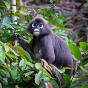 Penang Hill Biosphere Reserve, Malaysia