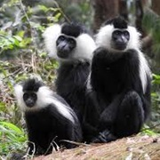 Ruwenzori Colobus Monkeys