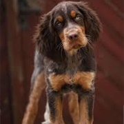 Picardy Spaniel