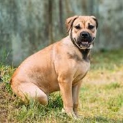 Perro De Presa Mallorquin