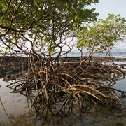 Coastal and Marine Ecosystems of the Bijagós Archipelago – Omatí Minhô