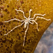 Sea Spider