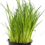 Chives Plant