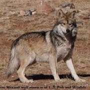 Texas Wolf