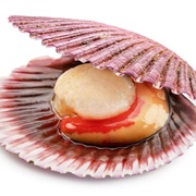 Scallop Roe