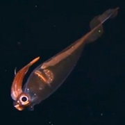 Cockatoo Squid