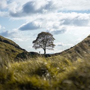Sycamore Gap