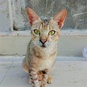 Arabian Mau Cat