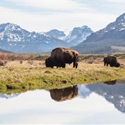 Bison in Yellowstone National Park, Wyoming