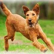 Irish Terrier