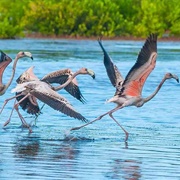 Buenavista Biosphere Reserve, Cuba