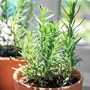 Rosemary Plant